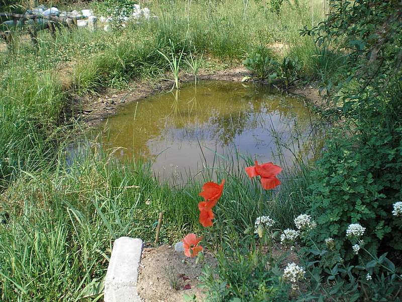 Brachionus e l''ambiente: seconda parte